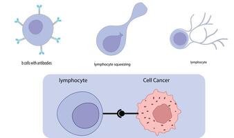 Immune Cell Interactions with Cancer Cells B Cells, Lymphocytes, and Cancer Recognition vector