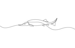 Sturgeon fish in continuous line art drawing style. Minimalist black linear sketch, Sturgeon fish in continuous line art drawing style. Minimalist black linear sketch pro design. vector