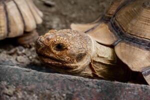 Close-up of a Sulcata tortoise with detailed texture of its shell and skin, captured in a natural outdoor habitat setting. photo