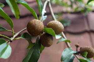 Close-up of ripe sapodilla fruits hanging from a tree branch with green leaves, set against a tiled roof background. photo