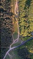 Aerial view of lush forest trails, perfect for hiking and nature photography, showcasing vibrant greenery and serene landscapes video