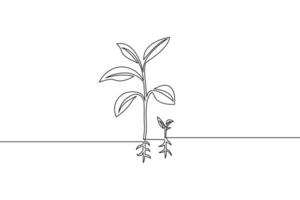 Minimalist continuous line drawing of growing plants illustrating growth and development in nature and agriculture vector
