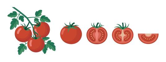 Tomato Illustration with Whole Halved and Sliced Tomatoes Including Tomatoes on the Vine with Green Leaves Isolated on a White Background vector