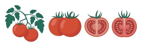 Illustration of Fresh Tomatoes in Various Forms Whole with Vine Whole and Halved Isolated on a White Background for Culinary and Agricultural Concepts vector