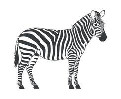 Side view of a zebra in black and white illustration style vector