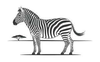 Black and white illustration of a zebra in profile view with an acacia tree in the background vector