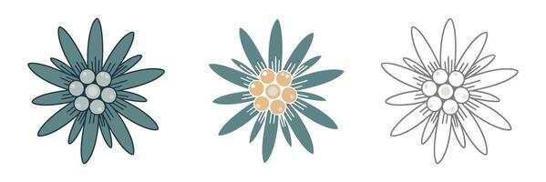 Three variations of a stylized Edelweiss flower design vector