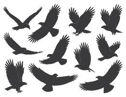 Collection of Silhouettes of Eagles in Flight Against a White Background Multiple black silhouettes eagles various flight positions eagle silhouette bird flying flight vector