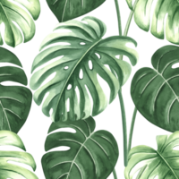 Watercolor tropical palm leaves illustration for summer rainforest designs. Botanical seamless pattern of monstera. Hand drawn jungle plants in realistic style. Lush greenery exotic foliage background png