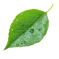 Leaf with water droplets on transparent background png