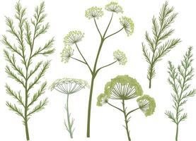 Dill sprig set isolated. Fresh fennel twig, herb plant icon vector