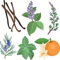 variety of herbs and spices illustration vector