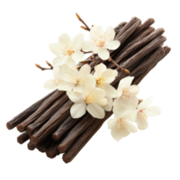 Vanilla beans and blooms on transparent background. png