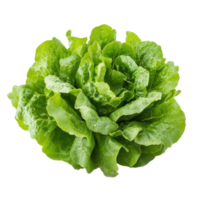 Fresh butterhead lettuce on transparent background png