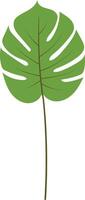 Green Tropical Leaves Illustration with Cartoon Design, Isolated on White Background vector