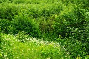 green summer forest and glade with wildflowers and grasses photo