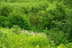 green summer forest and meadow with wildflowers and grasses photo