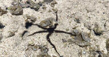 A black brittle star with long tentacles, or brittle starfish, lies on the bottom of a coral reef in clear water near the shore. Diversity of the underwater world photo