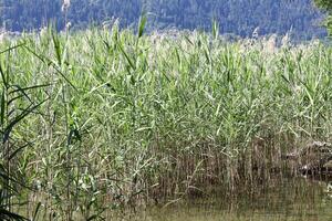 Dense green reed grass growing in shallow lake water with a mountainous forest background. A typical lakeshore wetland habitat on a sunny summer day. photo