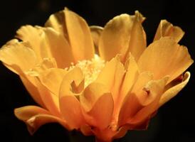 Close-up of a vivid yellow cactus flower glowing in sunlight. Delicate petals open wide, highlighting the flowers natural beauty against a dark background. photo