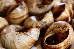 Close-up of cooked escargot arranged in a tray. The classic French delicacy features snails in shells with a rich herb butter sauce, ready to be served. photo