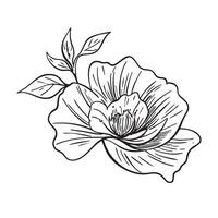 Hand drawn abstract flower and branch. illustration. Black and white. Flower vintage sketch. Engraved image for desin, packaging, flyer vector