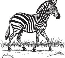 Vintage Line Art Illustration of a Walking Zebra in Grassland vector