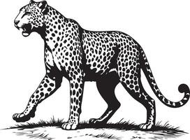 Antique Line Art Illustration of a Walking Leopard in Profile vector