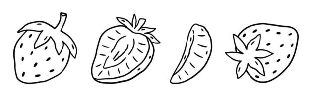 Strawberry set isolated on a white background. hand-drawn illustration in outline style. Perfect for cards, decorations, logo, menu, recipes, various designs. vector