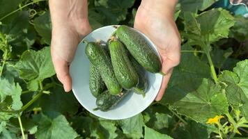 Hands hold a bowl of fresh cucumbers, symbolizing harvest, organic farming, and sustainability ideal for Earth Day themes video
