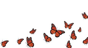 butterflies flying in a line on a white background vector