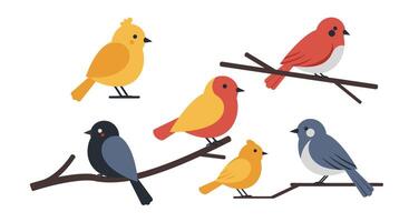 bird set of colorful birds on tree branches illustration vector