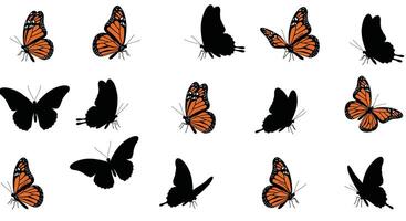 butterflies in various poses on a white background vector