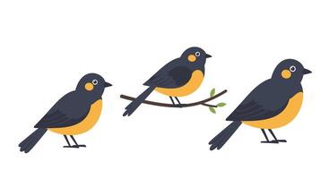three birds sitting on a branch vector
