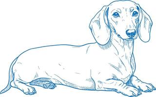 Detailed line art of a lying Dachshund dog hand-drawn in vintage style for design use vector