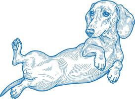 Reclining Dachshund dog illustration in a playful pose drawn in vintage line art style vector