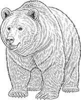 Vintage Illustration of a Brown Bear vector