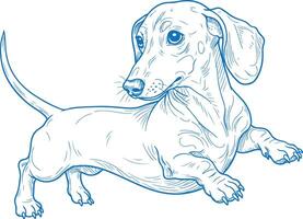 Hand-drawn illustration of a playful Dachshund turning its head with lifted paw in a vintage sketch style vector