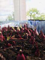 Growing red onion sprouts in planter indoors photo
