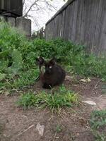 Black cat resting in a garden surrounded by greenery photo