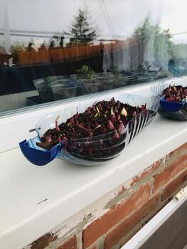Seeds sprouting in a recycled container on a sunny windowsill. photo