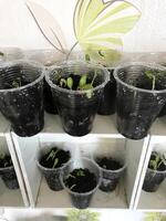 Seedlings grow in clear cups on a white shelf indoors photo
