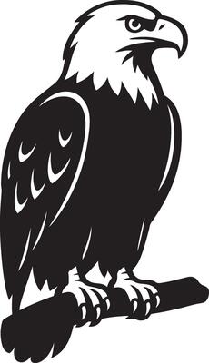Powerful bald eagle silhouette on branch, Regal bird of prey resting image