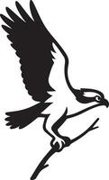 Powerful osprey in flight holding prey, Predator bird flying with fish vector
