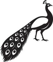 Peacock black and white silhouette elegant, Majestic bird with open tail drawing vector