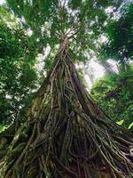 A large tree with roots in the middle of the forest photo