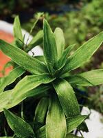 A plant with green leaves and water droplets photo