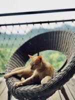 A cat laying on a wicker chair photo