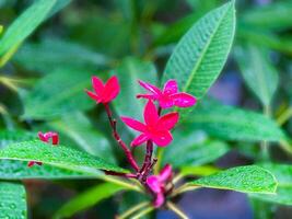 A red flower with green leaves photo