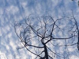 Bare tree branches, blue cloudy sky background. Deciduous plants photo